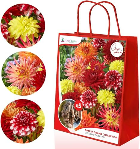 Dahlias bulbes Grand Collection, Coffret cadeau avec 5 variétés de dahlias Mélange de Hollande, Mélange exclusif de dahlias bulbes pour le jardin et les pots (pas de graines, non artificiel)