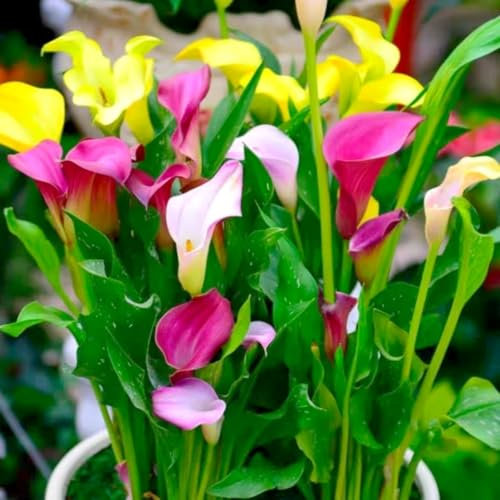Calla Lily, bulbos de cala de colores mixtos: resistentes, perennes, fáciles de cultivar, gran regalo para los amantes del jardín-C-4 bulbos