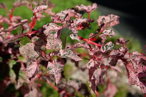 Acer conspicuum 'Red Flamingo' 100–125 cm – Winterhart, Mehrjährig, Pflegeleicht – Schlangenhaut-Ahorn – Ziergehölz für Einzelstellung im Garten