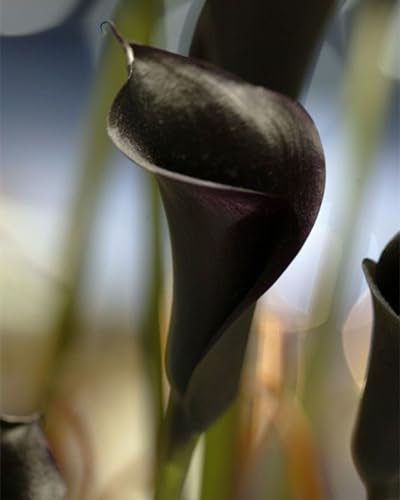 Perfekte Schnittblumen,Lebende Pflanzen,Seltene Pflanzen,Zierblumen,Natürlich,Calla Pflanze Zwiebeln,Winterharte Zwiebeln,Calla-Zwiebeln,Hochzeitsblumen-10 Zwiebeln-C