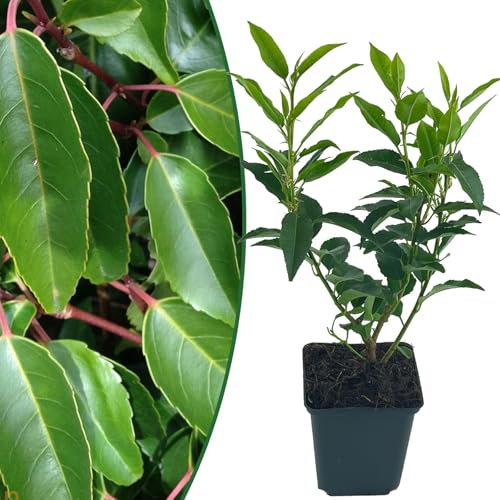 Portugiesischer Kirschlorbeer | 3 Stück | Prunus lusitanica angustifolia von Intragarten | winterhart und immergrün | Heckenpflanze im 9x9cm Topf