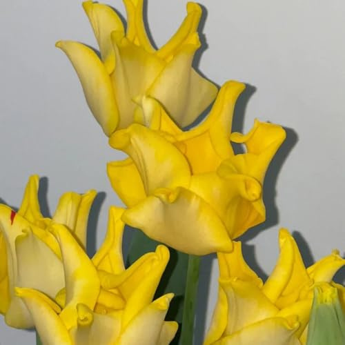 Bulbi di tulipano ornamentali del varietà antiche biologiche rare rialzata di primaverili resistenti per giardini rocciosi bulbi 3pcs