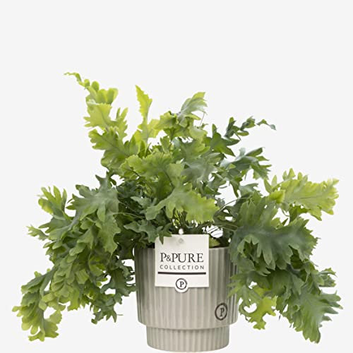 Phlebodium 'Blue Star Fern' With Pot, Real Indoor Houseplant for Home, Office, Bedroom, Kitchen & Living Room, Perfect for Clean Air