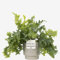 Phlebodium (Blue Star Fern) With Pot, Houseplant Real Indoor Plant for Office, Home, Bedroom, Kitchen and Living Room, Perfect for Clean Air, Delivered Next Day