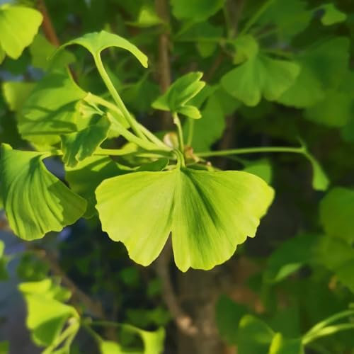 30 pz Semi di ginkgo regalo del giardino Albero di gingko - Ginkgo biloba - piante resistenti alla copertura del terreno resistenti all'esterno piante d'appartamento vere piante in