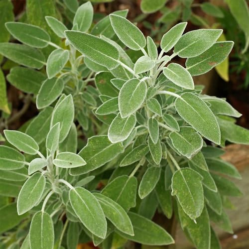 40 semi di salvia verde