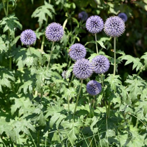 Kulltistel Echinops ritro – 12 växter – 10–25 cm – Ø 9 cm – vinterhård perenn med stålblå blombollar – bivänlig trädgårdsväxt för soliga sängar