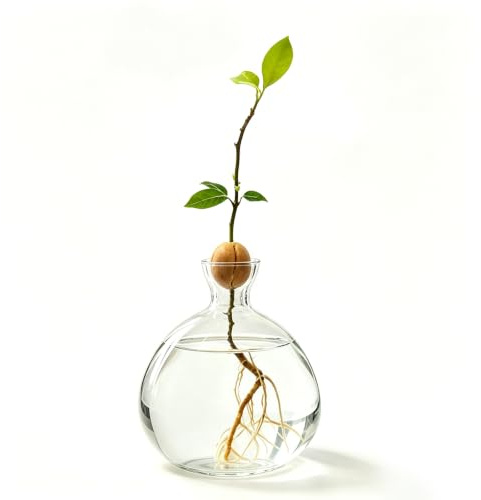 Jarrón de cristal hidropónico para plantas de aguacate y castañas, jarrón de cristal hidropónico para flores, jarrón de flores transparente para plantas de interior, jarrón de mesa decorativo para