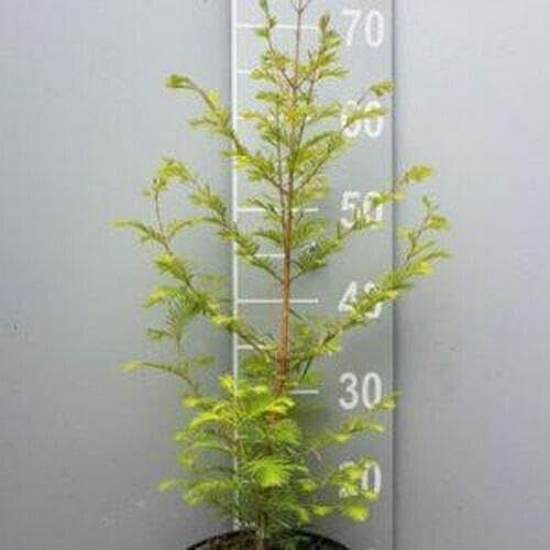 1st. Urweltmammutbaum 100-120cm im Ballen Metasequoia glyptostroboides Mammutbaum
