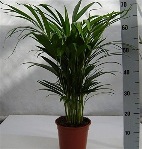 Areca Palm Tree in a 17cm Pot Butterfly Palm. Dypsis lutescens 55-65cm Tall