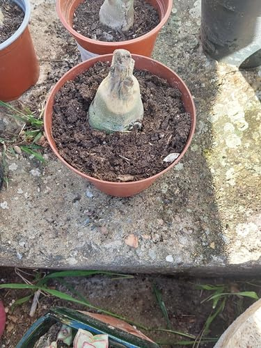 Radici selezionate di hosta,Bulbi di hosta,miste,resistenti al freddo e alla siccità,adatte per la decorazione di giardini e balconi-2 Rizoma-C