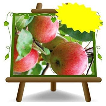 EURO PLANTS VIVAI Melo Mela Rosa – Pianta da Frutto Antico su Vaso ø 20 cm - Altezza 150~170 cm - Età 2 Anni