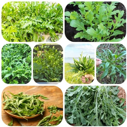 semillas de rúcula - plantas de jardín camas elevadas para jardín hierbas jardín plantas balcón semillas hierbas interior hortalizas hortalizas maceta bonsái Decoración balcón 100pcs