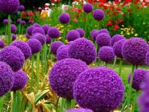 . 200pcs / Bag Allium Giant giganteum Cipolla Belle Piante di Fiori Viola impianto Casa Giardino Fiori Cipolle in Vaso: mix-100