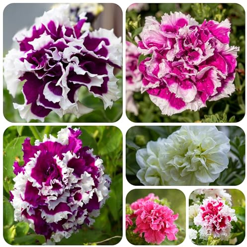 semi di petunia - giardino pascolo perenni resistenti esotici 700pcs