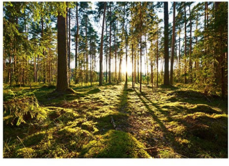 Vlies Fototapete Wald Sonne Natur Bäume Landschaft - inkl. Kleister - für Wohnzimmer Schlafzimmer Flur Vliestapete Wandtapete Vlies Tapete Motivtapeten Montagefertig (104x70 cm)