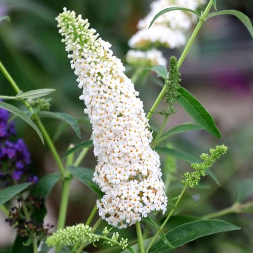 Plant Theory White Profusion Butterfly Bush Buddleja Davidii Shrub Plant 2L Pot
