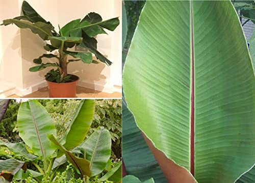 Darjeeling Banana Musa Sikkimensis 10 Seeds Same Day Dispatch