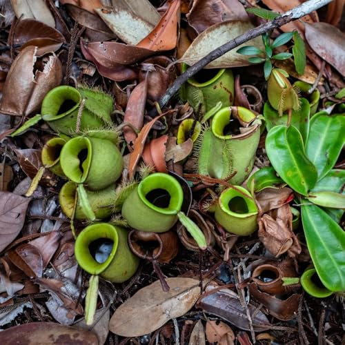 Semi di carnivora, Nepenthes mirabilis, resistenti per il giardino Semi di Nepenthes, giardino di Le da giardino sono resistenti d'appartamento 50pcs