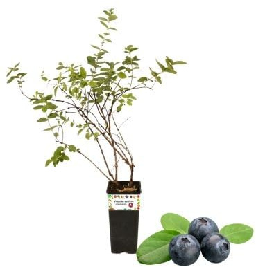P. Piantine da Orto | Mirtillo Nero Gigante Precoce, Vaso da 2L, Pianta Pronta per Il Trapianto, Pianta Vera da Orto, da Balcone e da Esterno, Vivaio Italiano