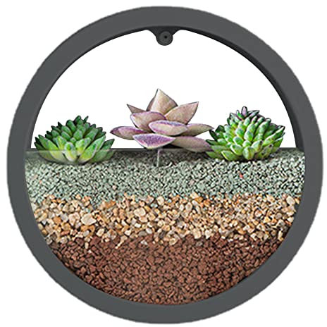 Samuliy Runder Wand-Blumentopf | Klare Wand-Pflanzgefäße – Wandvase Sukkulenten Pflanzgefäß Kreis Runde Blumentopf Vase Dekoration Behälter Halter für Sukkulenten Luftpflanzen