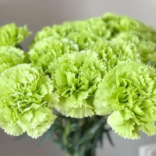 Semi di chiodi di garofano, esotiche Semi di garofano dolce, resistenti per il giardino da giardino roccioso resistenti giardino da balcone 80pcs