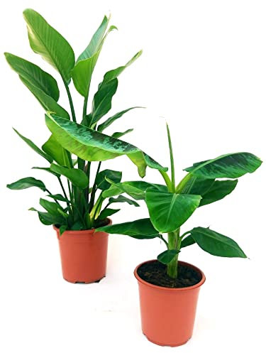 POWERS TO FLOWERS - BANANO XXL, VASO 20CM DIAMETRO e STRELITZIA AUGUSTA, UCCELLO DEL PARADISO, VASO 22CM DIAMETRO, ALTEZZA 110/120 CM, piante vere