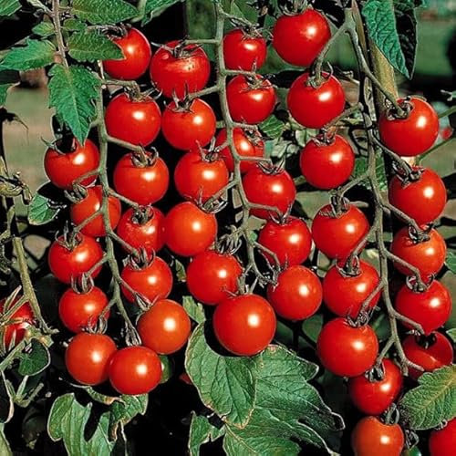 Juanita De Rama Tomato Seeds - Vine Sweet Cherry Heirloom Tomato Plant Seed