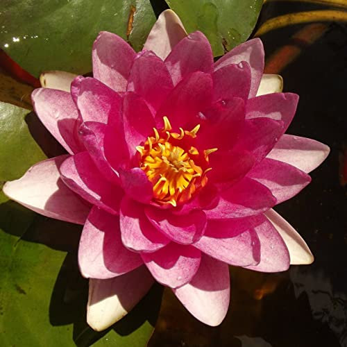 ANGEBOT : Teichpflanzen Seerosen/Teichrosen : vercheden Sorten winterhart Pflanztiefe 30 bis 150 cm (Erhard von Oldehoff)