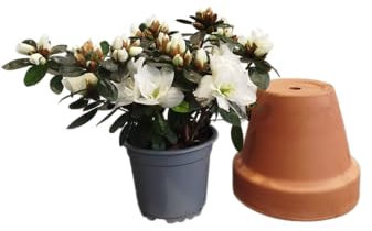 DECOALIVE Azalea Blanca en Maceta – Planta Natural con Flores para Interiores