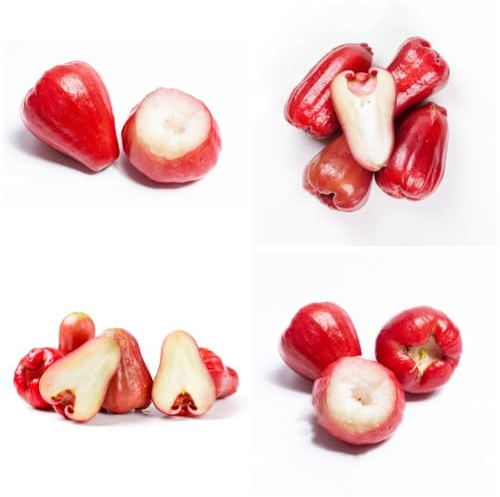 Semi di Syzygium samarangense, semi di regali per gli amanti del giardino da frutto colonnari semi di balcone da giardino semi rari 50pcs