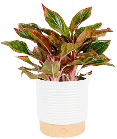 Costa Farms Chinese Evergreen Live Plant in Decorative Pot, Easy to Maintain, Air Purifying Indoor Houseplant, Home, Room, or Office Decor, House Warming or Birthday Gift, 12-18 Inches Tall