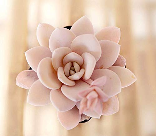Echeveria Laui 10 Seeds Rare Succulent : Package Contatins seeds