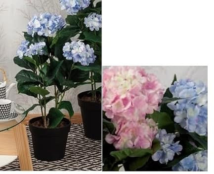 Star Pianta ortensie c vaso 71 cm 50235 ad