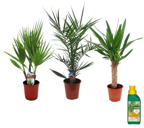 Plant in a Box - Indoor Palme Mix - 3er Mix - Pokon - Washingtonia - Yucca - Phoenix - Topf 14cm - Höhe 50-70cm