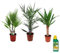 Plant in a Box - Miscela di palme per interni - Miscela di 3 - Pokon - Washingtonia - Yucca - Phoenix - Vaso 14cm - Altezza 50-70cm
