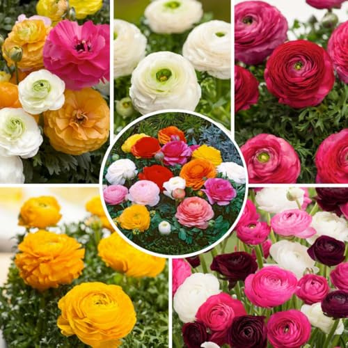 Plant in a Box - Ranunculus Blomlökar - Kvantitet: 80 - Ranunculus - Blandad färg - Holländska lökar