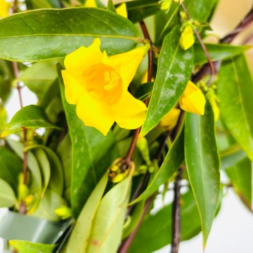 AMDGarden Pianta di Gelsomino della California (Gelsenium) Rampicante Sempreverde Fiore Giallo Profumato per Esterni H130 cm in Vaso 18 cm