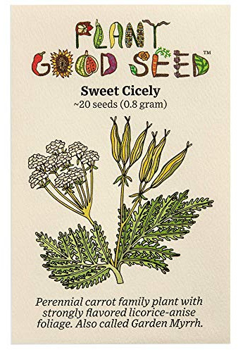 Plant Good Seed Sweet Cicely/Garden Myrrh Seeds for Planting: Licorice Anise Flavored Herb, Creamy White Umbel Flowers - 20 Seed Packet
