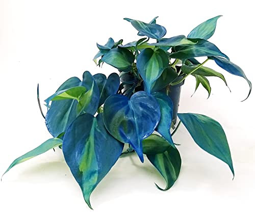 POWERS TO FLOWERS - POTHOS SCANDENS BRASIL COLOR LIFE BLU, v13cm diametro, pianta vera
