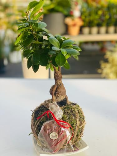 VIVAIO GARDEN FOREST Kokedama Bonsai Ficus Stile Giapponese