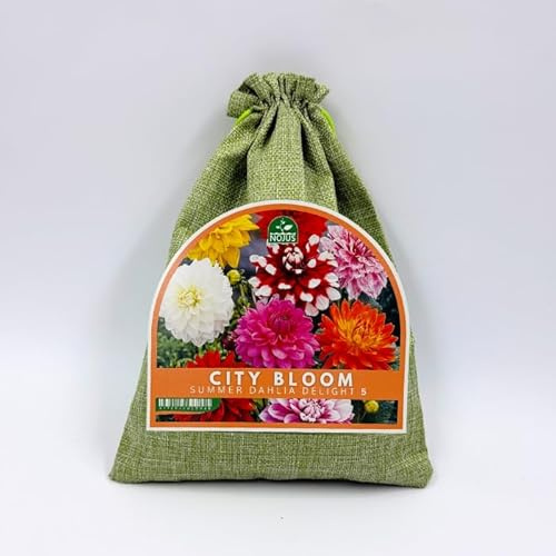 Nojus City Bloom Summer Dahlia Delight – Mix di 5 Tuberi di Dalie, Fiori Estivi Colorati per Giardino, Balcone e Terrazza, Ideali come Fiori Recisi, in Sacchetto di Juta