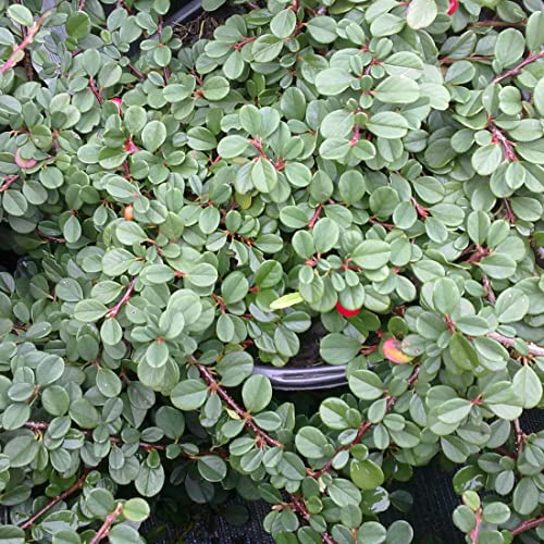 24 x Cotoneaster 'Streib's Findling' - Cotoneaster procumbens 'Streibs Findling' godet 9x9cm, pour 3m² : Un couvre-sol au feuillage persistant et brillant.