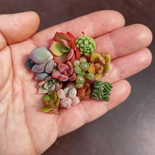 Mini Succulentes - 10 boutures - Sunnyplants, boutures, mini plantes, succulentes mignonnes, mini plantes d'intérieur, plantes miniatures, succulentes miniatures, petites plantes, boutures succulentes