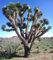 Yucca Brevifolia - Yucca Palm - Joshua tree seeds - 5 Seeds:Seeds Only