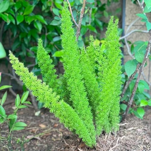 250 pcs Asparagus densiflorus Samen - Fuchsschwanz Farn - seed winterharte stauden mehrjährig gartendeko für draußen pflanzensamen steingartenpflanzen winterhart dekopflanzen winterharte
