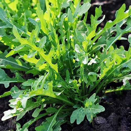 semi di rucola resistenti biologici, giardino varietà antiche perenni 300pcs