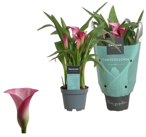 Zantedeschia - Lirio de Agua para Natural Exterior de Mantenimiento Sencillo