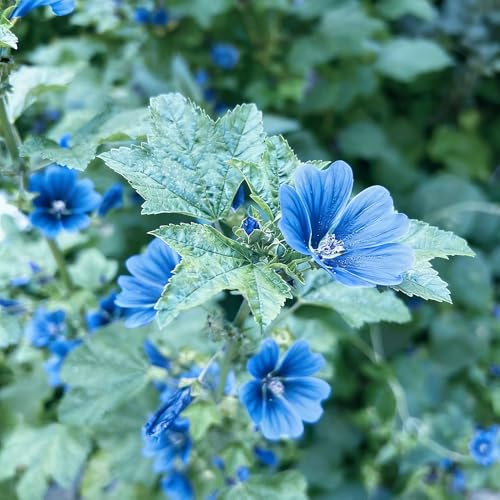 semillas de malva resistentes balcón invernadero trepadoras arbustos de resistentes decoraciones jardín exteriores silvestres jardín 40pcs