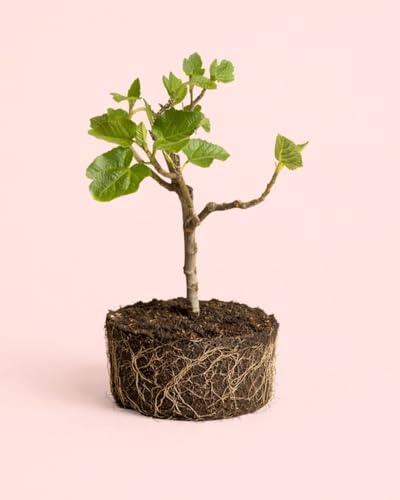 PUR PLANT Higuera Ficus Carica L | Planta Natural de Interior y Exterior | Árbol Mediterráneo Decorativo | Maceta de Ø20 cm
